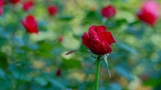 玫瑰花 月季花 鲜花 露水 春暖花开