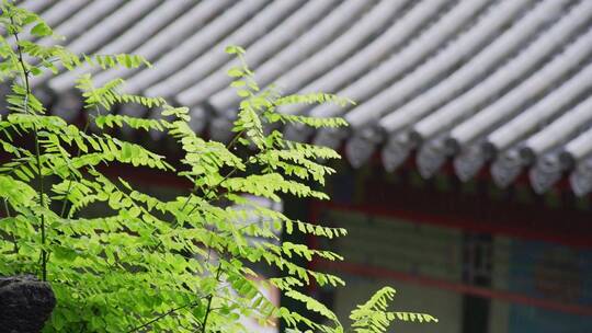 古建筑屋檐雨滴