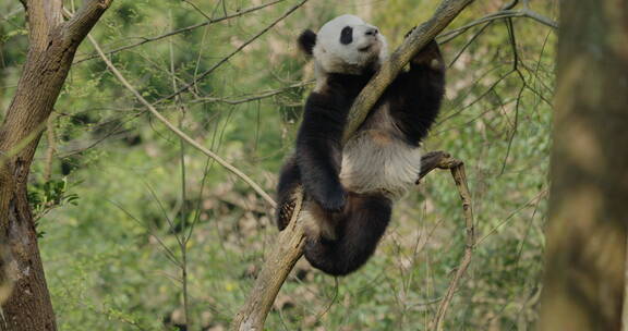 一只大熊猫懒洋洋的坐在树上打盹休闲