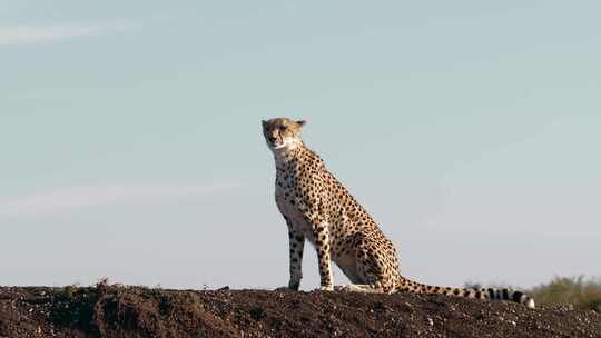 奇塔，肯尼亚，野生动物，Safari