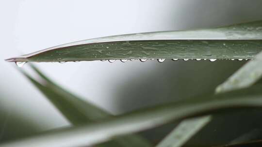 极端特写绿叶上的雨滴