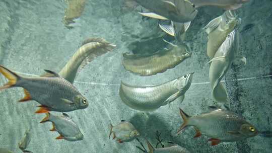 银龙鱼双须骨舌鱼水族馆海洋馆鱼缸特写