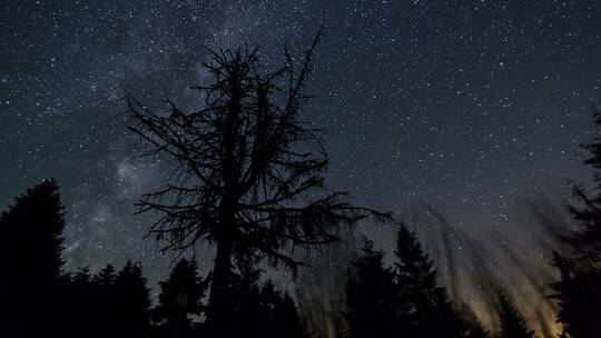 森林上空的星空延时