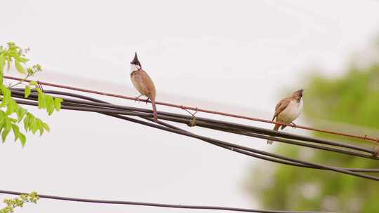 鸟鸟儿鸟类小鸟在电线上停留