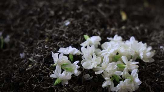 唯美茉莉花与茉莉花茶制作福州茉莉花