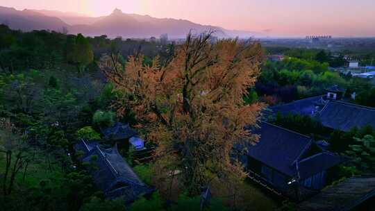 西安古观音禅寺千年银杏树