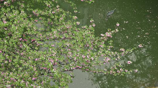 上海映象，高端小区春天雨季景观视频素材模板下载