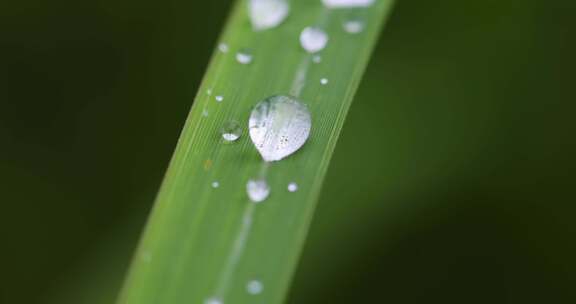 叶子上的露珠水珠雨珠特写