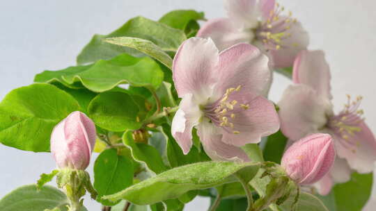 Quince Blossom延时摄影