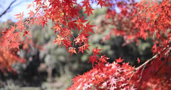 杭州九溪烟树红叶红枫茶园唯美秋景