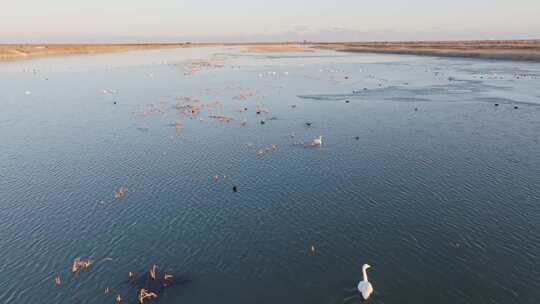 东营黄河入海口湿地鸟类