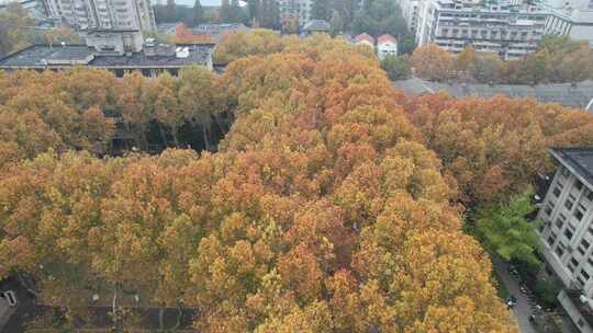 深秋的南京东南大学四牌楼校区风光航拍素材