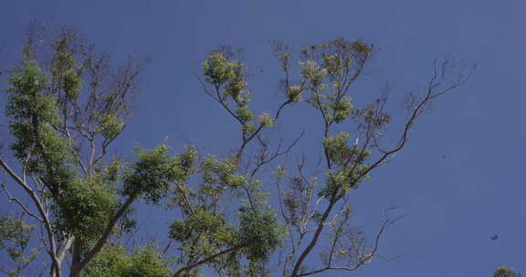 桦树蓝天