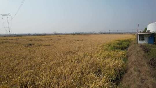 前飞稻米水稻农田耕地种植基地正丰告示牌