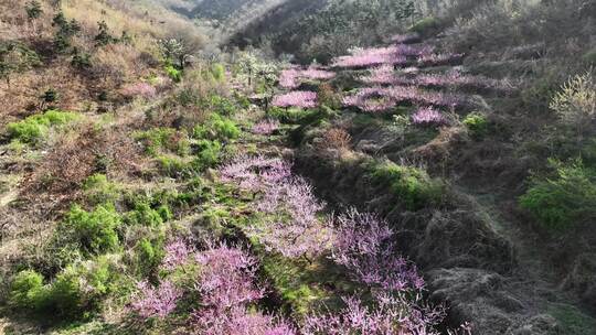 航拍威海里口山姜家疃山谷里盛开的桃花