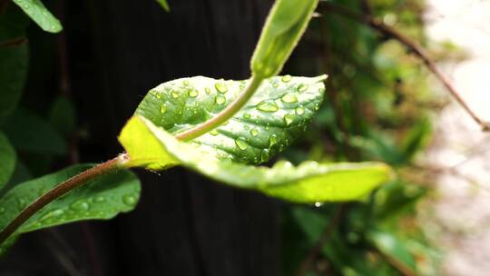 雨后的绿植上布满水珠绿色生机植被