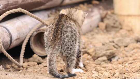 野猫抓鱼、嬉戏