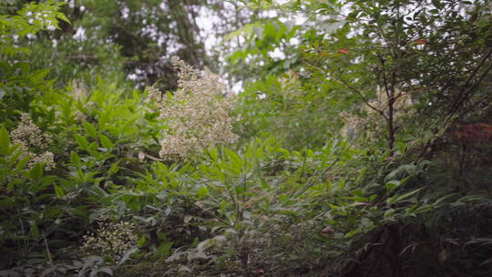 治愈清新唯美意境植物森林日系TVC短片