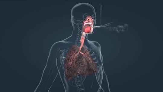 吸烟对肺的影响吸烟危害肺癌人体三维动画