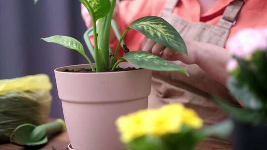 植物护理的爱检查家庭植物的叶子植物护理的