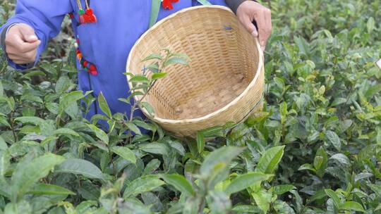 茶园采茶特写镜头视频素材模板下载