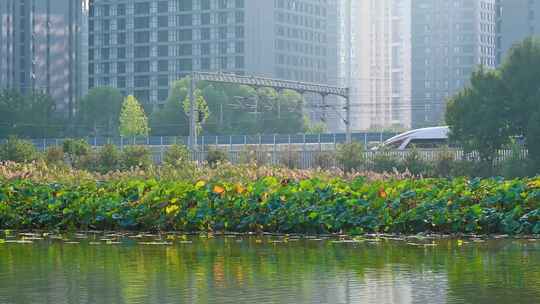 秋天的北京城市公园风光