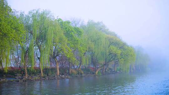 杭州西湖早晨梦幻雾景4K视频合集