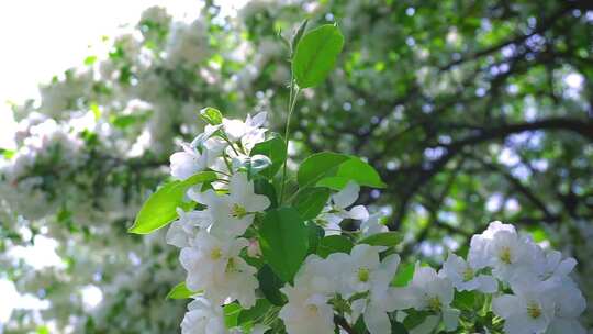 阳光下盛开的白色梨花