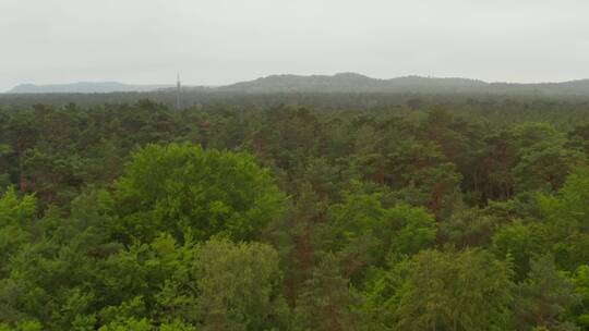 巨大的森林_满是绿树和薄雾_空中视频素材模板下载