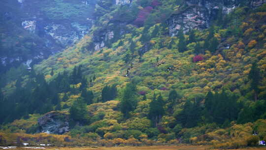 飞鸟飞越山川湖海