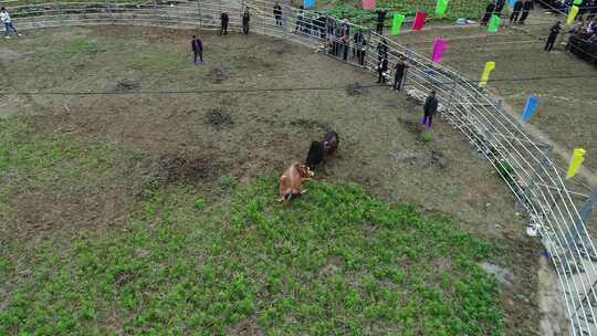 广西那坡县三月三斗牛比赛