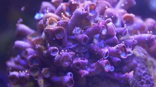 纽扣珊瑚
