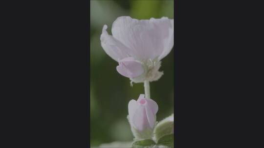 4K竖屏开花延时 花朵绽放