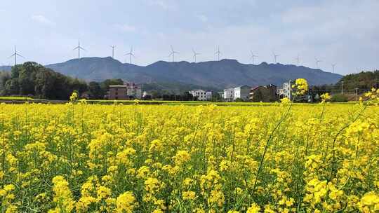 乡村油菜花