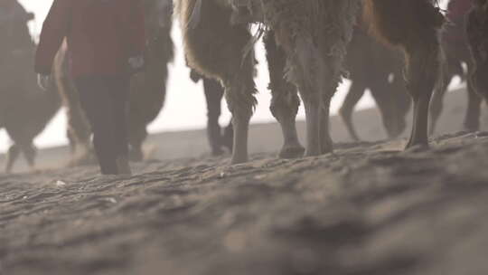 骆驼队的骆驼腿部近景视频素材模板下载