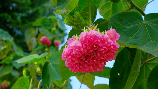 非洲芙蓉花蜜蜂