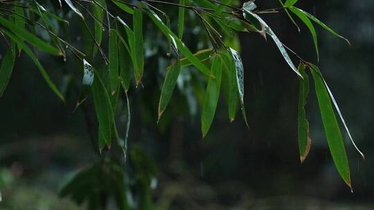 江南春天春雨雨滴绿色植物升格空镜