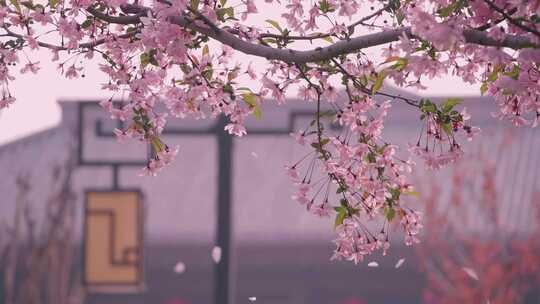 春天落花海棠花樱花雨落英缤纷