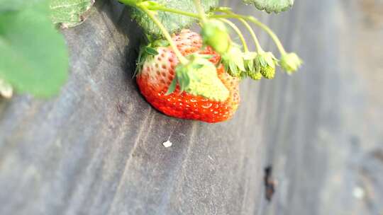 草莓大棚 草莓种植 草莓种植技术  草莓基地