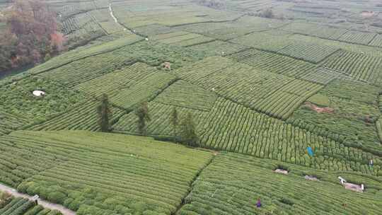 茶叶茶山采茶茶园茶叶红茶绿茶春茶茶叶茶