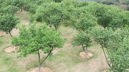 梅子种植航拍