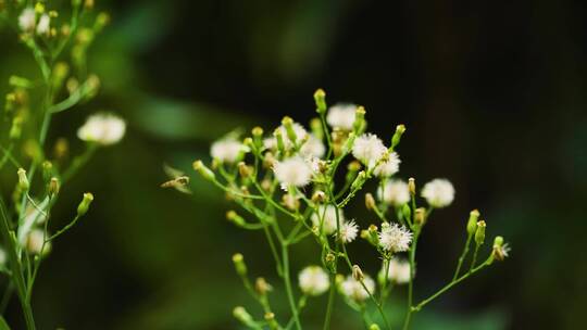 唯美自然生态昆虫野花