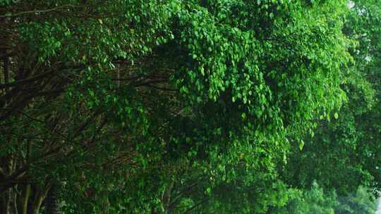 唯美雨景下雨雨季