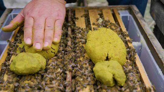 养蜂场饲养蜜蜂喂花粉慢镜头特写