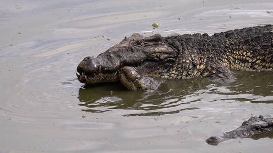 古巴鳄鱼在泥水中交配