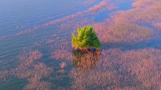 洞庭湖湿地风光