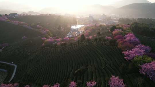 4K航拍福建龙岩台品樱花茶园