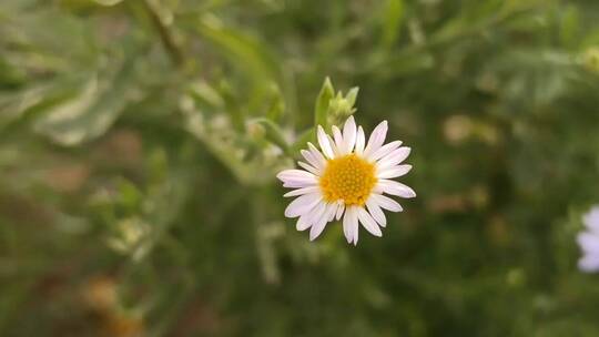 白色雏菊花朵