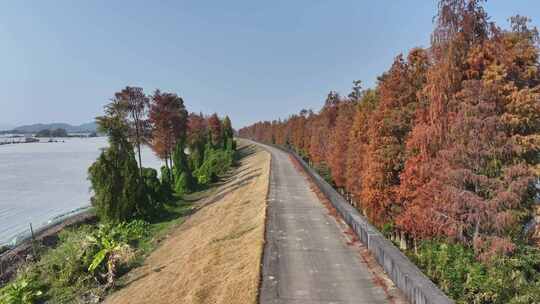 中国广东省珠海市斗门水松林自然保护区