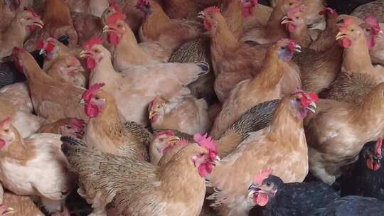 农业养殖家禽土鸡实拍